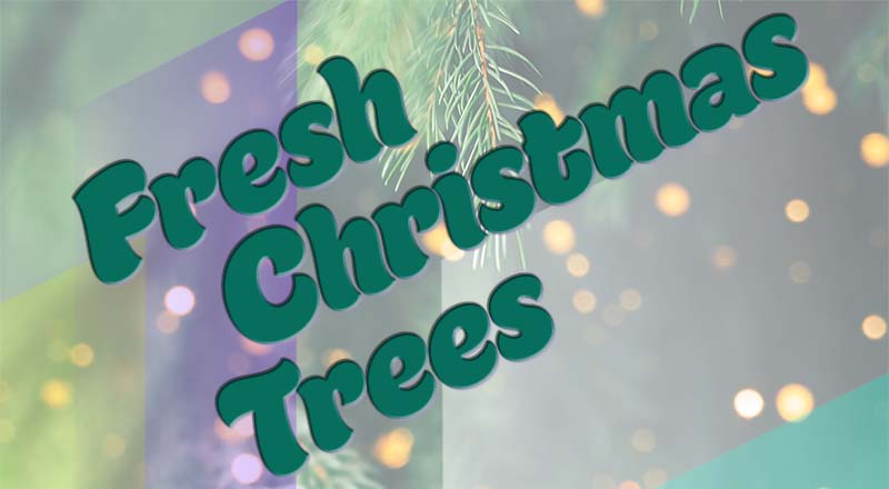 Fresh Christmas Trees
