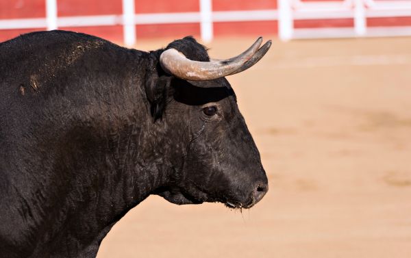 Bullfighting Tour