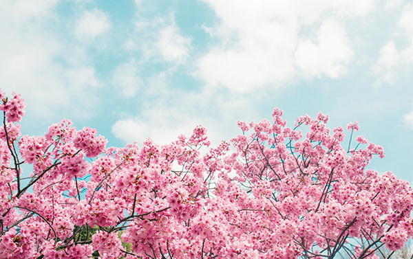 Tokyo Cherry Blossom Festival